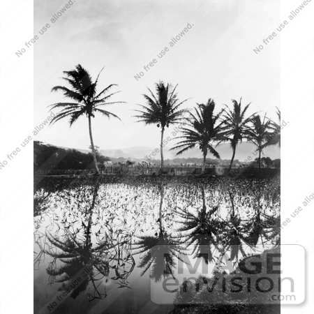 #16232 Picture of Elephant Ear Plants and Palm Trees Reflecting in Water, Hawaii by JVPD