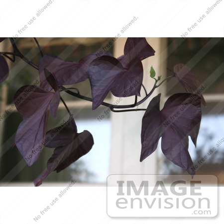 #16301 Picture of a Purple Ornamental Sweet Potato Vine by Jamie Voetsch