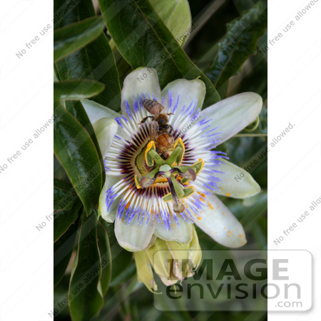 #16302 Picture of Two Bees on a Passion Flower, Collecting Pollen by Jamie Voetsch