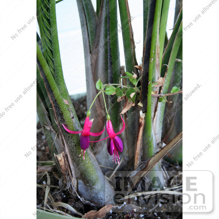 #16304 Picture of Fuchsia Flowers Mixed in a Palm Plant by Jamie Voetsch