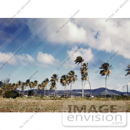 #16320 Picture of Palm Trees Along a Road by JVPD