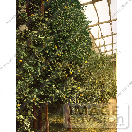 #16322 Picture of a Lemon Tree Orchard by JVPD