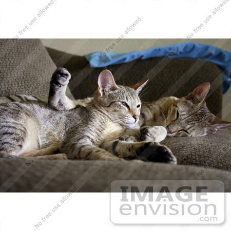 #16415 Picture of Cats Cuddling on a Couch by Jamie Voetsch