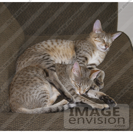 #16416 Picture of Two Sleeping Savannah Kittens by Jamie Voetsch
