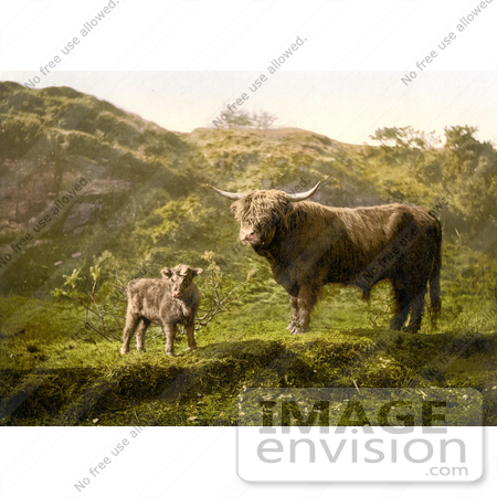 #16468 Photo  of Heelan Coos, Longhorns, Highland Cows, Hairy Coos, Shaggy Coos, Kyloes by JVPD