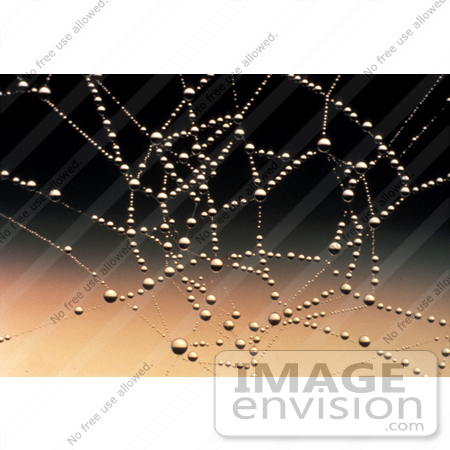 #16574 Picture of Dew Drops on a Spider Web by JVPD