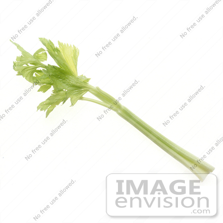 #16944 Picture of a Leafy Green Celery Stalk on a White Background by JVPD