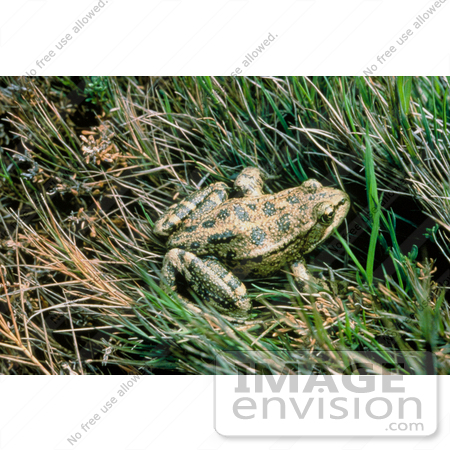#17170 Picture of One Red-Legged Frog Resting in Grass by JVPD