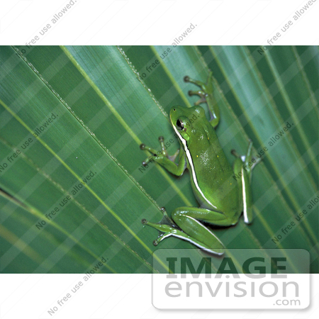 #17171 Picture of One Green Tree Frog on a Palm Leaf by JVPD