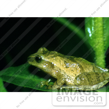 #17172 Picture of a Green Spring Peeper Frog (Pseudacris crucifer, Hyla crucifer) on a Leaf at Night by JVPD