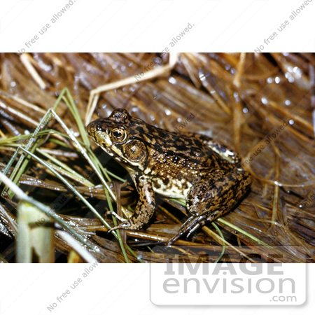 #17176 Picture of a Frog in Wet Grass by JVPD