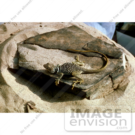 #17179 Picture of a Collard Lizard (Crotaphytus collaris) Sunning on a Flat Rock Slab in a Sandy Spot by JVPD