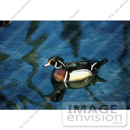 #17186 Picture of One Wood Duck or Carolina Duck (Aix Sponsa) Floating on Still Water by JVPD