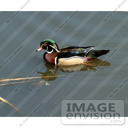 #17188 Picture of One Wood Duck (Aix Sponsa) Floating on Still Waters by JVPD