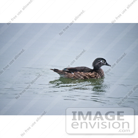 #17191 Picture of One Wood Duck Hen (Aix sponsa) Floating Alone by JVPD