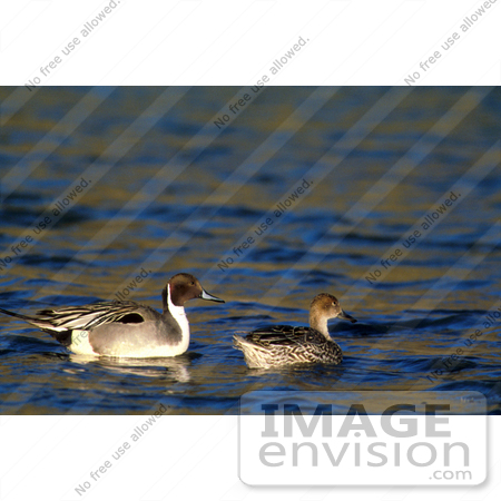 #17192 Picture of a Pair of Northern Pintail Ducks (Anas Acuta) Floating on Dark Rippling Water by JVPD
