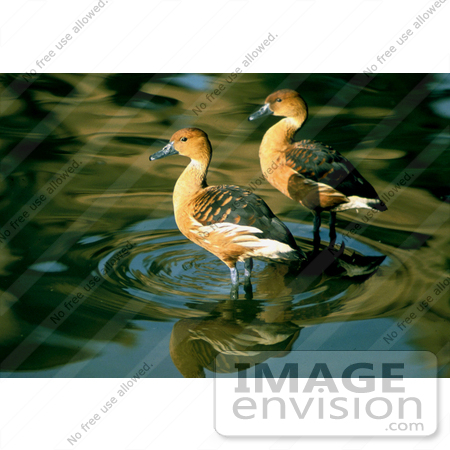#17194 Picture of a Pair of Fulvous Whistling Ducks (Dendrocygna Bicolor) Wading in Shallow Rippling Water by JVPD