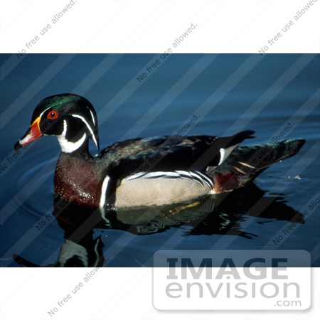 #17195 Picture of a Wood Duck/Carolina Duck Bird Floating in Rippling Dark Blue Water by JVPD