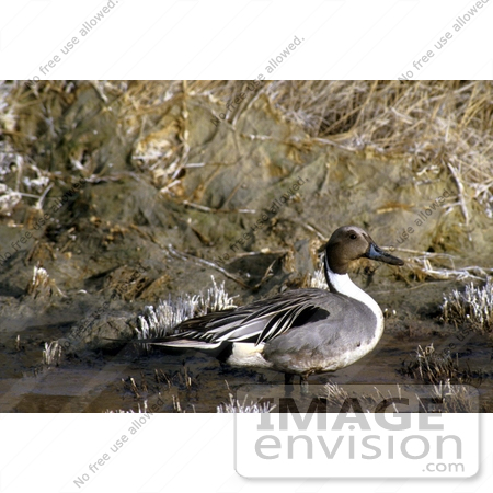 #17196 Picture of One Male Northern Pintail (Anas acuta) Duck Wading in Shallow Water by JVPD