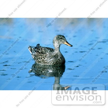 #17197 Picture of One Gadwall Hen Duck (Anas Strepera) Floating on Blue Reflecting Water by JVPD