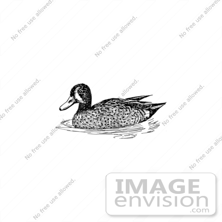 #17199 Picture of a Blue-winged Teal (Anas discors) by JVPD