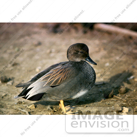 #17200 Picture of One Gadwall Duck (Anas Strepera) in Profile on Dry Land by JVPD