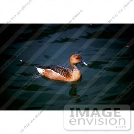 #17201 Picture of One Fulvous Whistling Duck (Dendrocygna Bicolor) Floating on Dark Waters by JVPD