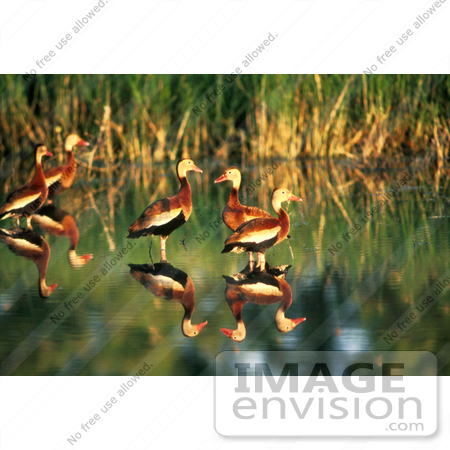 #17203 Picture of a Group of Whistling Ducks (Dendrocygna) Wading in Shallow Waters in Golden Sunlight by JVPD