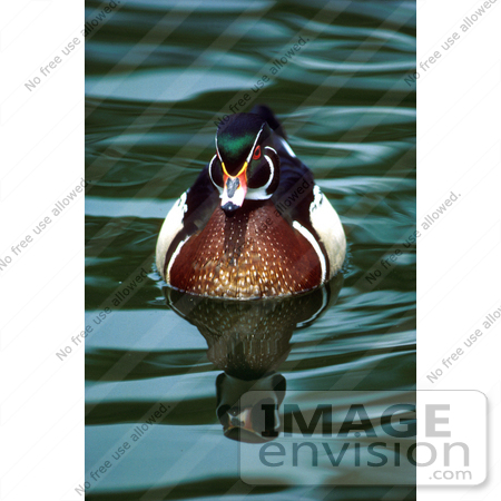 #17204 Picture of One Carolina Duck or Wood Duck (Aix Sponsa) Floating on Gentle Rippling Waters by JVPD