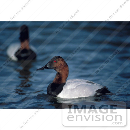 #17205 Picture of a Canvasback Duck Drake (Aythya Valisineria) in Profile by JVPD