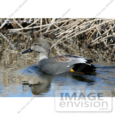 #17206 Picture of One Gadwall Drake Duck (Anas strepera) Swimming in Shallow Water Near Reeds by JVPD