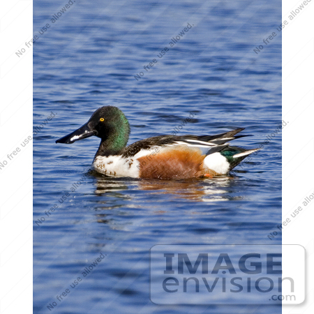 #17207 Picture of One Northern Shoveler Duck (Anas clypeater) Floating on Blue Rippling Water by JVPD