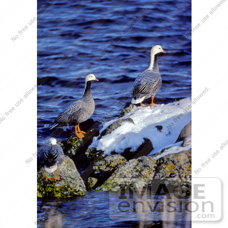 #17208 Picture of Three Emperor Geese (Chen Canagica) Perched on a Rock Near Coastal Waters in a Winter Habitat by JVPD