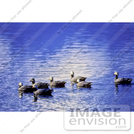 #17209 Picture of a Small Group of Emperor Geese (Chen Canagica) Floating on Beautiful Blue Rippling Waters by JVPD