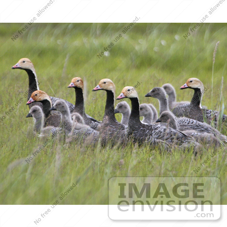 #17211 Picture of a Small Gaggle of Emperor Geese (Chen Canagica) in Tall Green Grasses by JVPD