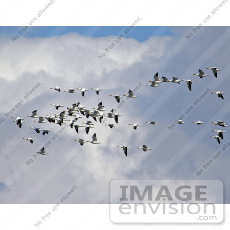 #17212 Picture of a Gaggle of Snow Geese (Chen caerulescens) in Flight Against a Large Cloud by JVPD