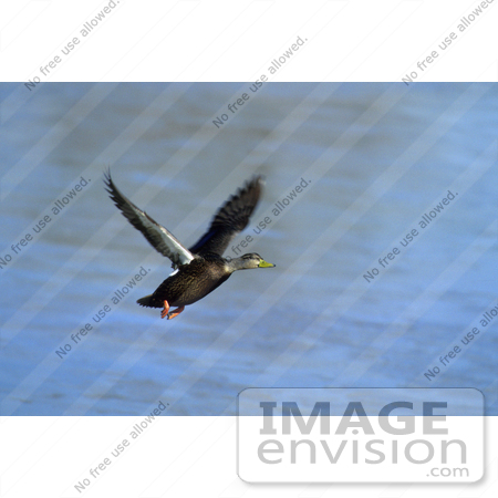 #17215 Picture of One American Black Duck (Anas Rubripes) Taking Flight Over Blue by JVPD