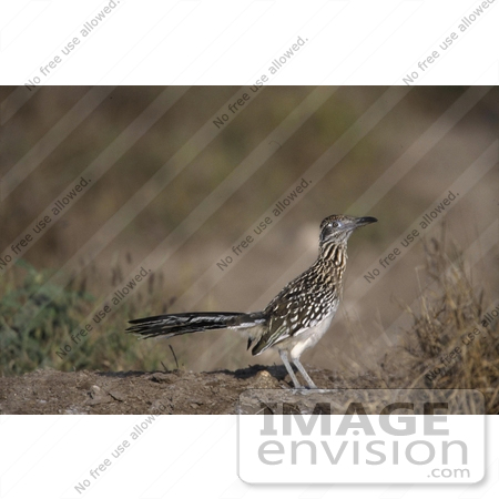 #17219 Picture of One Roadrunner (Geococcyx) by JVPD