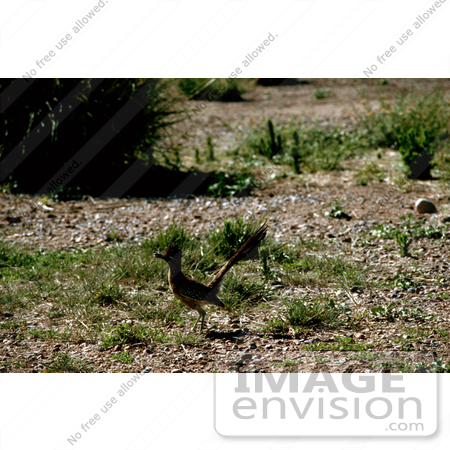 #17222 Picture of One Roadrunner (Geococcyx) Running With Prey by JVPD