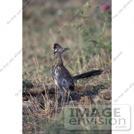 #17223 Picture of One Roadrunner (Geococcyx) Standing Alert in Grasses by JVPD