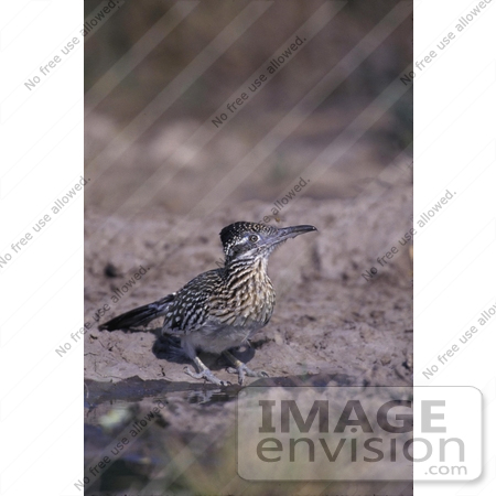 #17225 Picture of One Roadrunner (Geococcyx) by JVPD