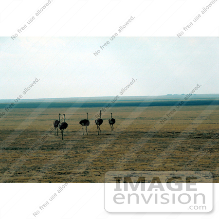 #17226 Picture of a Group of Flightless Female Ostrich Birds (Struthio camelus) on a Plain in Kenya by JVPD