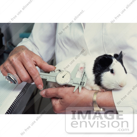 #17231 Picture of a Female Technician Measuring the Size of a Tumor on a Guinea Pig by JVPD