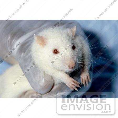 #17232 Picture of One White Lab Rat Being Held in Gloved Hands by JVPD