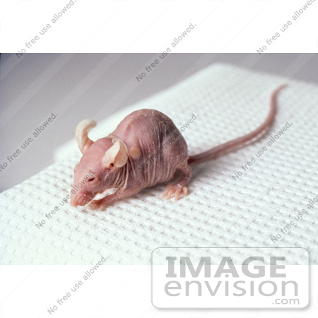 #17234 Picture of a Nude Mouse by JVPD