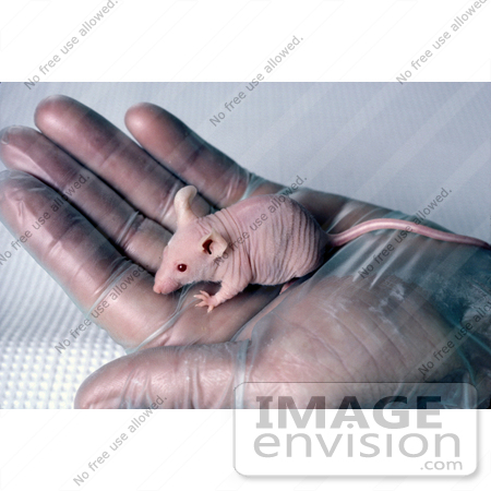 #17237 Picture of a Nude Mouse Without Any Fur in an Open Gloved Hand by JVPD