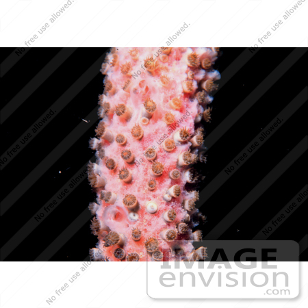 #17269 Picture of Coral Polyps On Pink Coral Underwater by JVPD