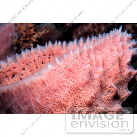 #17270 Picture of a Pink Colored Vase Sea Sponge by JVPD