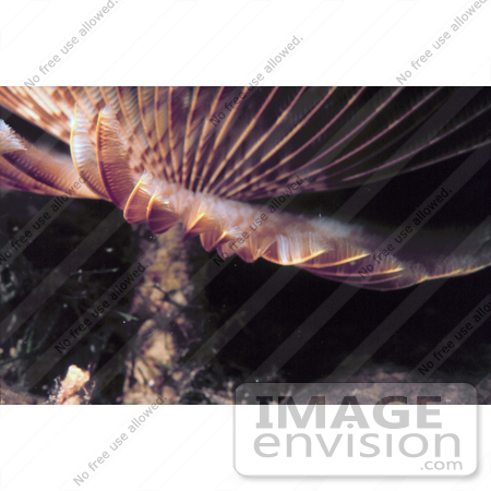 #17271 Picture Of Stalk Of A Feather Duster Worm (Sabellidae) In The Caribbean Sea by JVPD