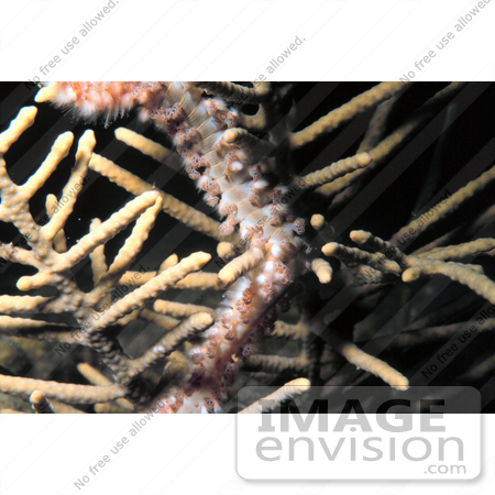 #17275 Picture Of One Polychaete Fireworm On Spiky Coral In The Caribbean Sea by JVPD